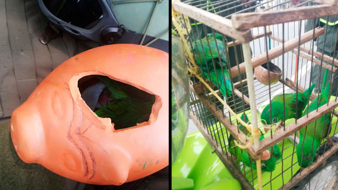 FOTOS: Estos 4 loritos iban a ser traficados dentro de una alcancía en Caucasia y la Policía los recuperó