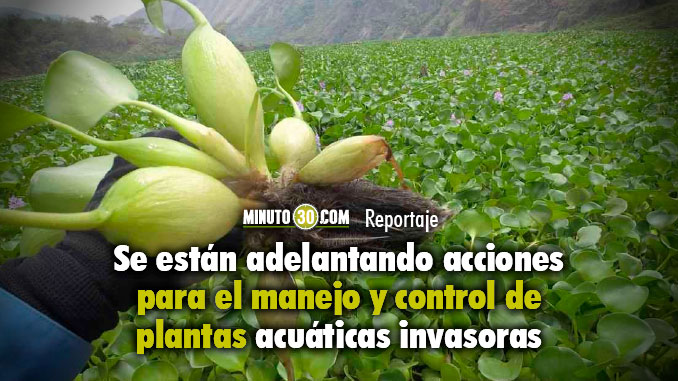 Buchón de agua invade la represa de Hidroituango, EPM anunció estrategias para su erradicación