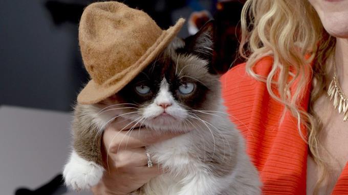 Muere “Grumpy Cat”, una diva de internet