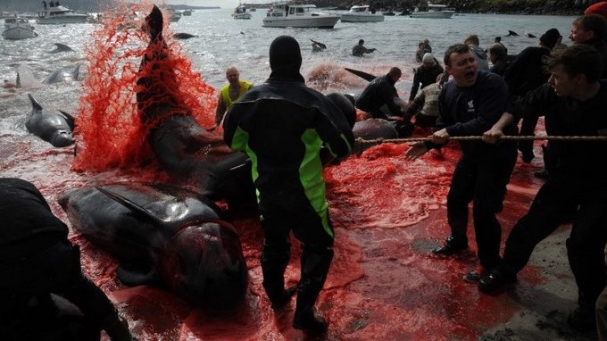 FOTOS: ¡Cruel ritual! Masacre de ballenas tiñe de rojo el mar de las Islas Feroe