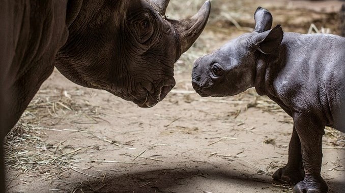 El zoológico de Chicago anunció el nacimiento de un rinoceronte negro