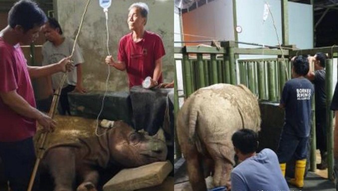 Falleció Tam, el último rinoceronte de Sumatra en cautiverio de Malasia