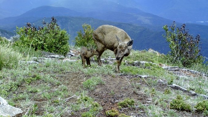 Confirman la presencia de una especie en extinción en el norte de la Patagonia chilena