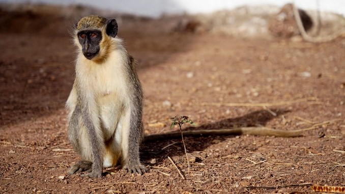 Los monos verdes africanos crearon su propia alerta para advertir de la presencia de un dron