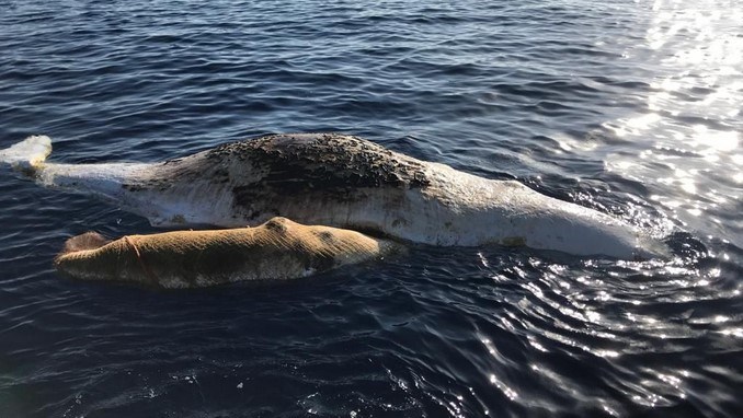 Video: Cachalote falleció intentando rescatar a su hijo de una red de pesca