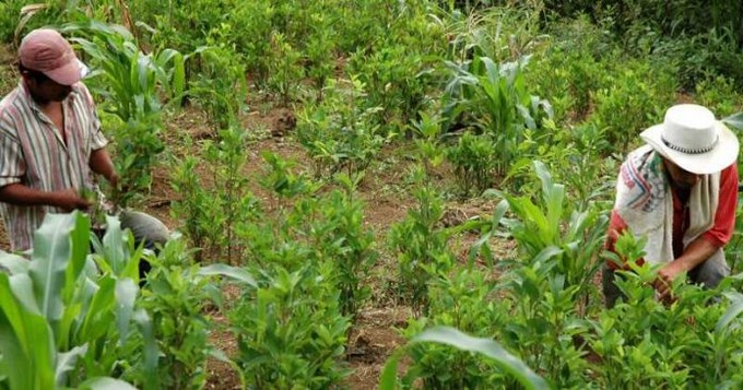 EEUU y Colombia buscan expandir alianza para reducir la coca un 50% para 2023