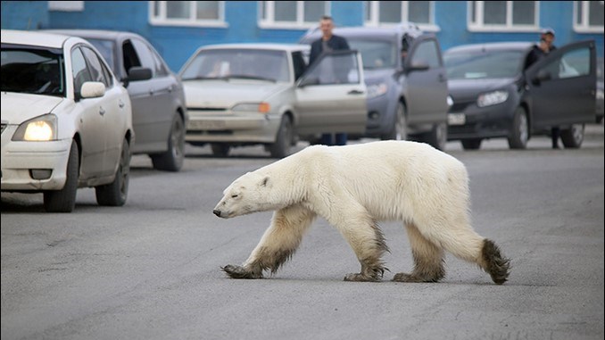 Oso polar es visto a más de 800 kilómetros de su hábitat natural buscando comida dentro de la basura