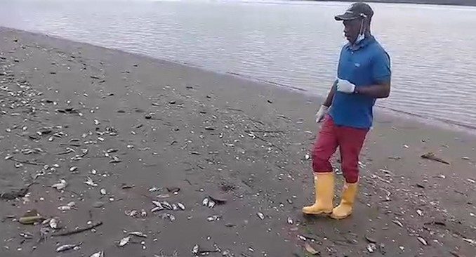 Peces_muertos_timbiqui_cauca