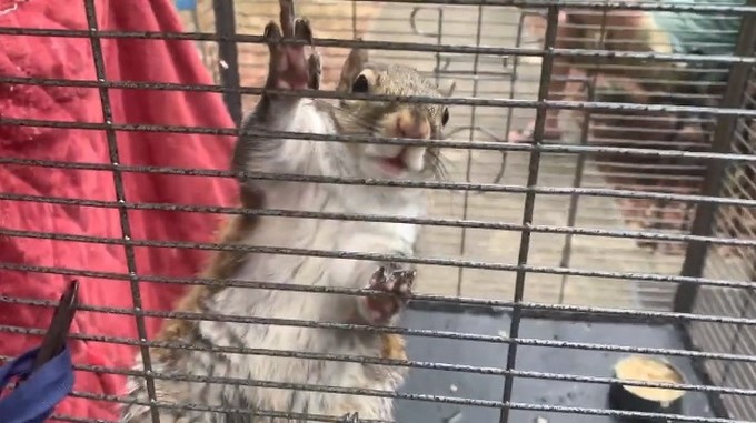 ¡Descarados! Le daban metanfetamina a una “ardilla de ataque” para que fuera más agresiva en las peleas clandestinas