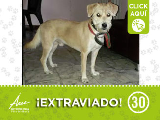 'Bruno' se perdió en el barrio Antonio Nariño 1 desta 88