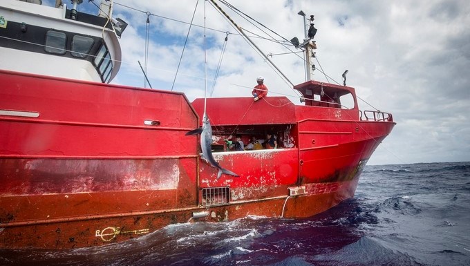 Con la pesca de tiburones “puede que hayamos ido demasiado lejos”, advierte Greenpeace