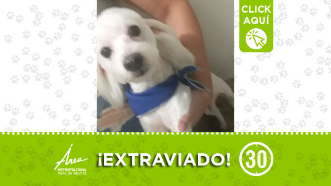 Se perdió en sector La Playita del municipio de Caldas, ¿lo ha visto?