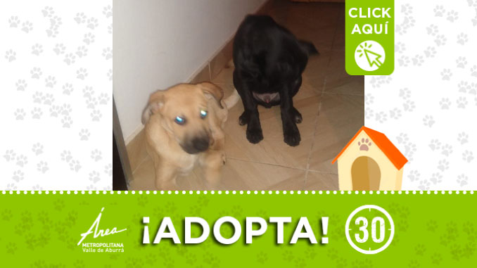 Dan a estos cachorros en adopción en Medellín