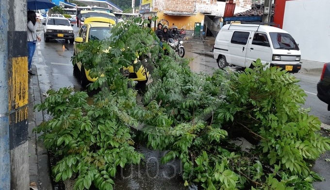 EN FOTOS: ¡Qué susto! El viento tumbó un árbol en Itagüí y cayó sobre un taxi en movimiento