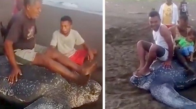 EN VIDEO: Indignación porque trataron a una tortuga gigante en vía de extinción como “un juguete”