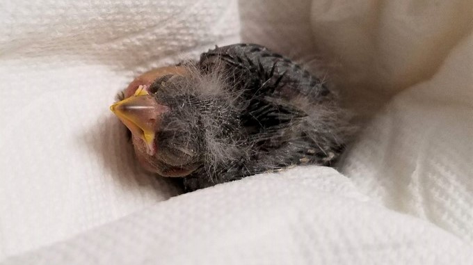 Fotos: Borracho se encontró con un pájaro que estaba herido y lo mandó al veterinario en un Uber