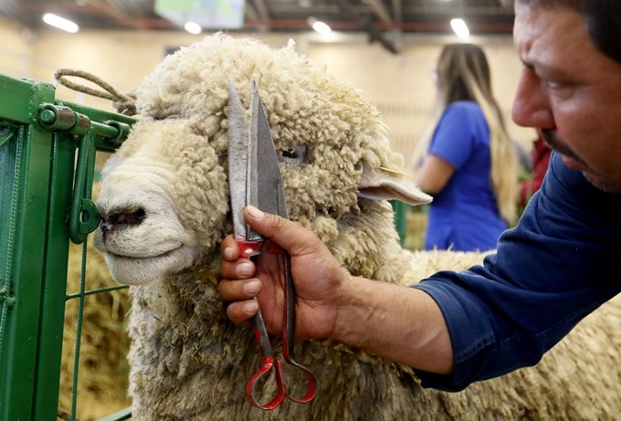 FOTOS: La biotecnología animal protagoniza la XXII edición de Agroexpo en Colombia 4