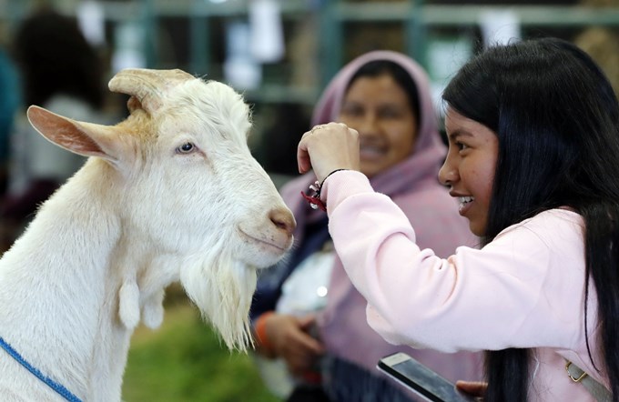 FOTOS: La biotecnología animal protagoniza la XXII edición de Agroexpo en Colombia 2