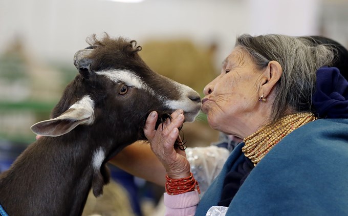 FOTOS: La biotecnología animal protagoniza la XXII edición de Agroexpo en Colombia 3
