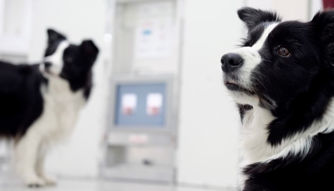 Clever Dog Lab perros