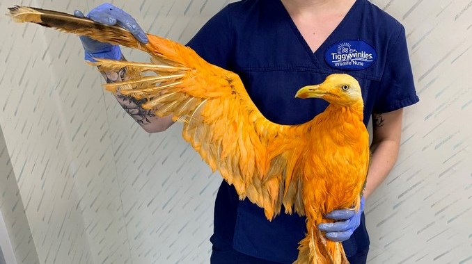Ave naranja de aspecto exótico que fue rescatada resultó ser una simple gaviota bañada en curry