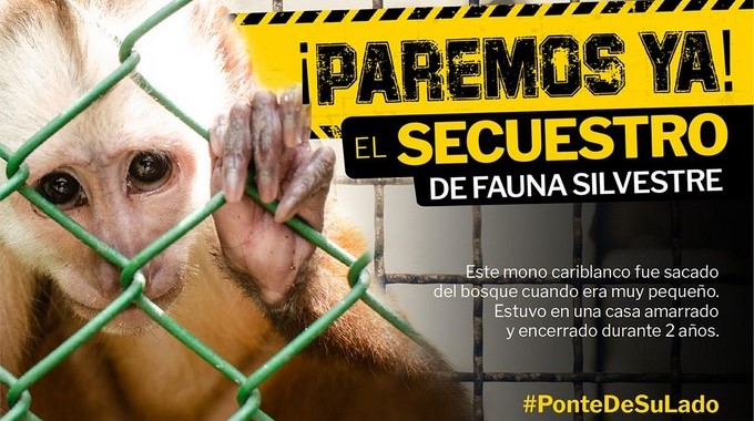 “¡Paremos Ya!”: Antioquia lanzó una campaña para proteger la fauna silvestre del departamento