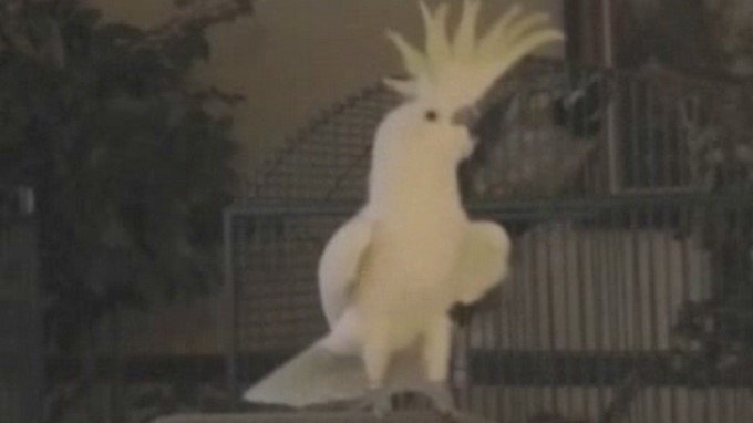 Snowball cacatua 1