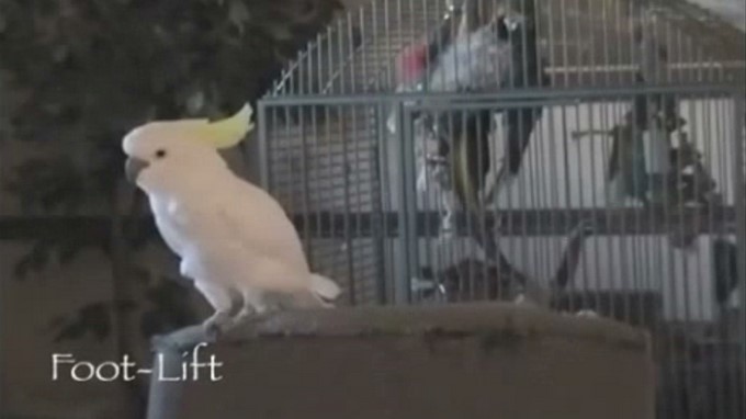 "Snowball", la cacatúa famosa por sus coreografías, puede improvisar movimientos 2 Snowball cacatua 2