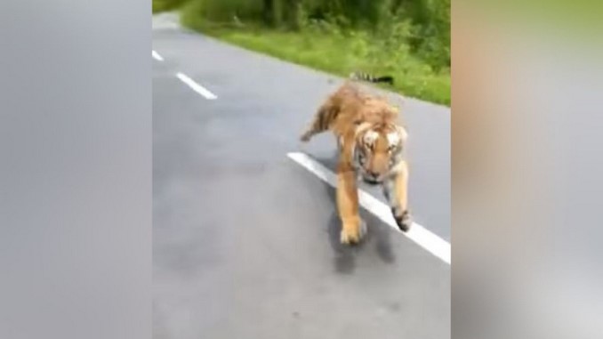 Video: Motociclistas se salvaron por poco de ser la comida de un tigre de bengala
