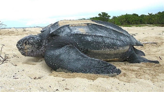 Video: ¡Indignante! Encuentran una tortuga marina en una playa, y en vez de ayudarla a volver al mar, se sientan en ella