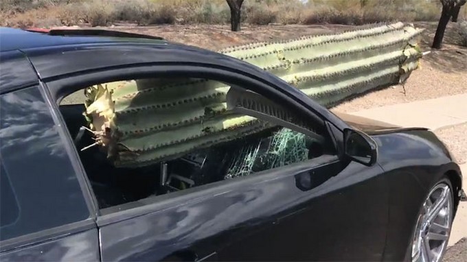 !Impresionante! Un cactus gigante atraviesa el parabrisas de un coche en Arizona y el conductor sale ileso