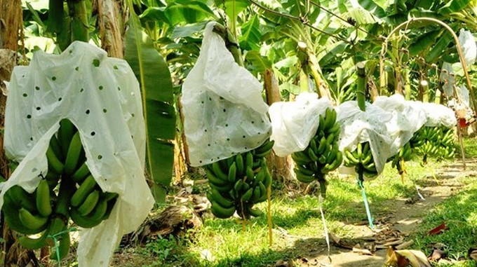 Antioquia no reporta presencia del hongo Fusarium R4T en cultivos de banano y plátano: Autoridades