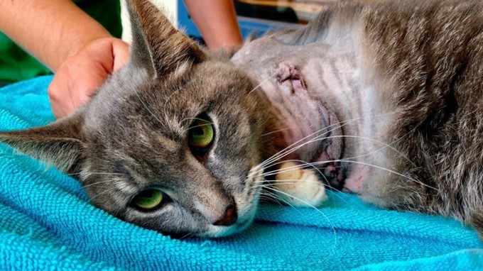 FOTO: ¡Bestias! Le amarraron pólvora en la pata a un gatico callejero y se la ‘volaron’