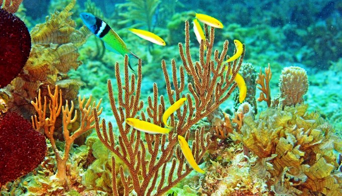 peces