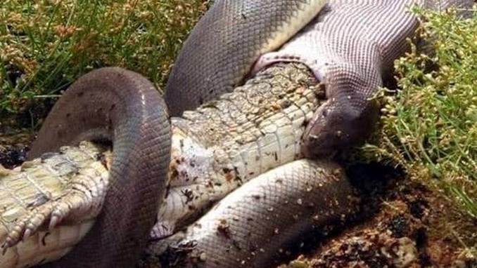 Fotos: Así es como una pitón se devora por completo a un cocodrilo en Australia
