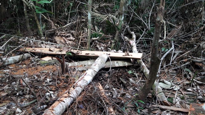 FOTOS: Autoridades buscan a un grupo de sujetos que taló más de 3 hectáreas de bosque nativo en San Rafael