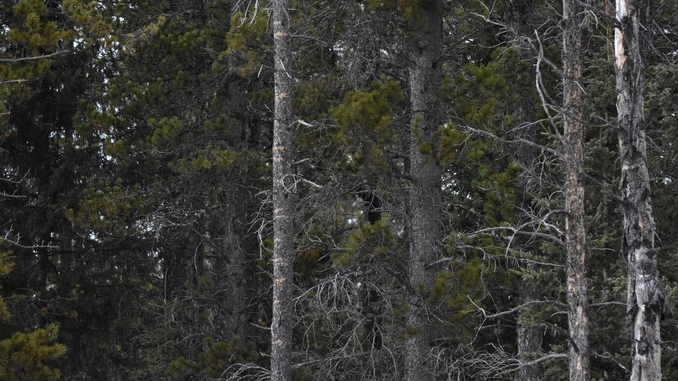 ¿Usted lo ve? Se viralizó sorprendente foto de un búho perfectamente camuflado entre la naturaleza