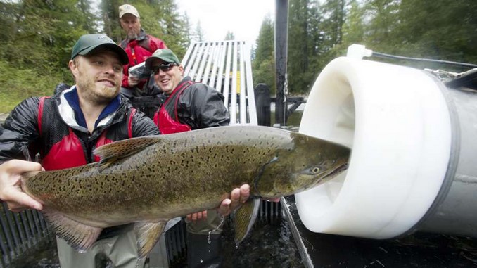 El ingenioso “cañón de salmones” que ayuda a los peces a cruzar represas que bloqueen sus rutas de migración