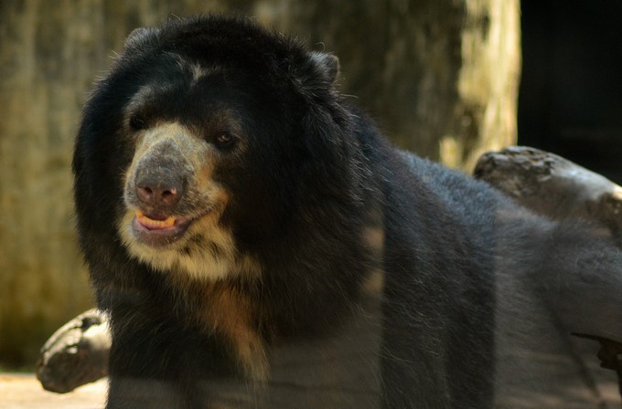Chucho, el oso de anteojos macho que habita en el zoológico, en Barranquilla