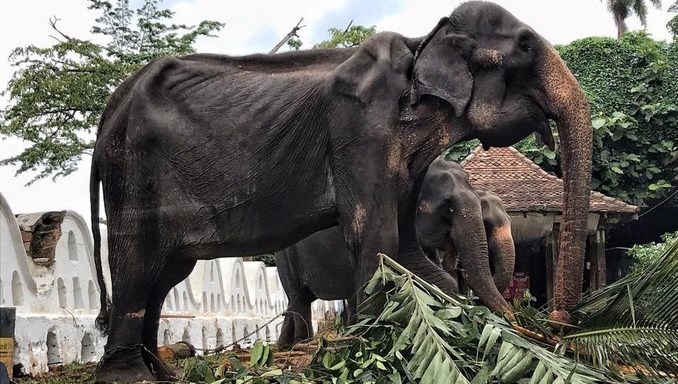 Fotos: Fundación denunció el estado esquelético de una elefanta durante un festival en Sri Lanka