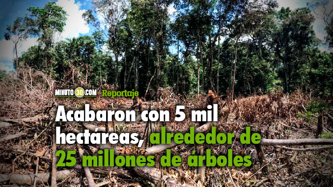 Informe oficial denuncia deforestación masiva en el municipio de Remedios