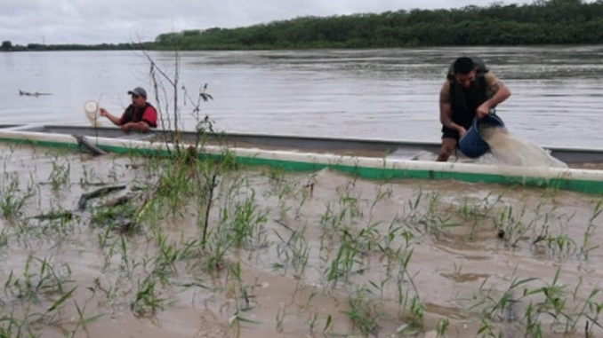 Recuperados en el rio Guaviare