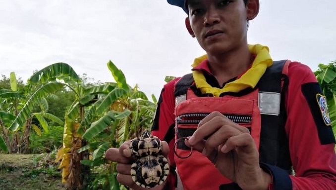 ¡Terrible!, se encontraron una tortuga deformada por crecer con una banda elástica atorada en su caparazón