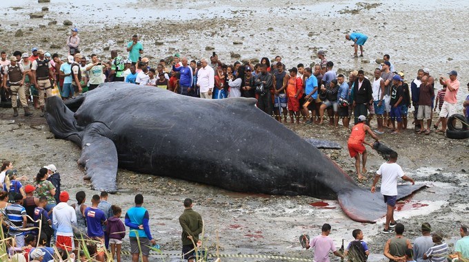 En menos de 24 horas murieron dos ballenas encalladas en playas de Brasil