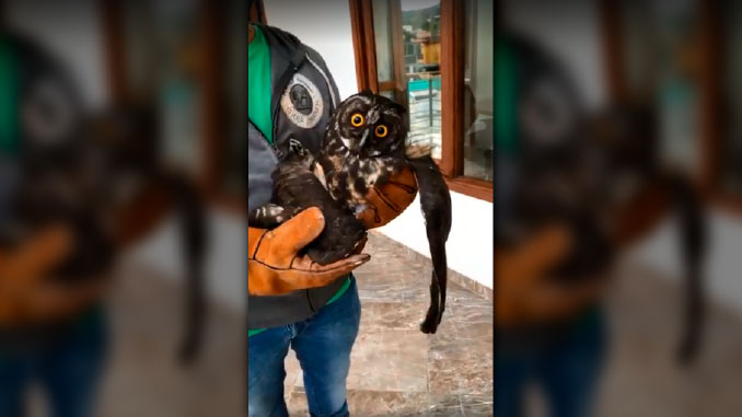 ¡Indignante!, búho cornudo fue atacado a piedra en Amalfi y debió ser sacrificado