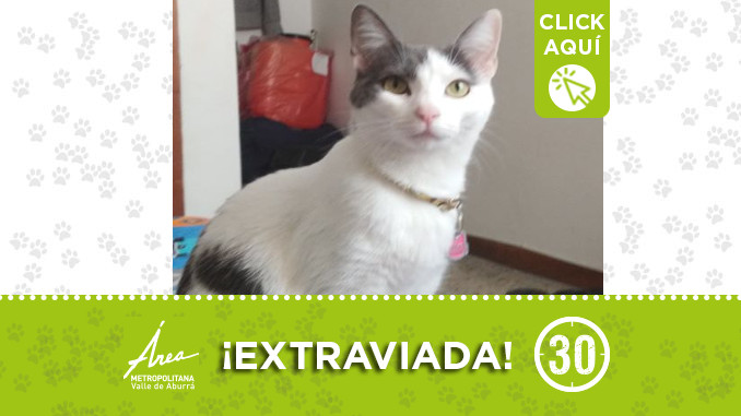 gata perdida