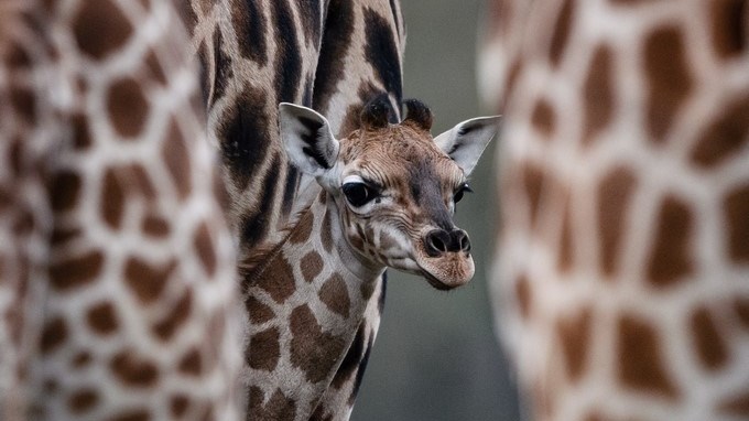 Las jirafas por primera vez bajo protección con restricciones a su comercio