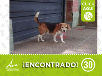 A 'Goliat' se lo encontraron en Manrique, ¿lo reconoce? 1 perro 31