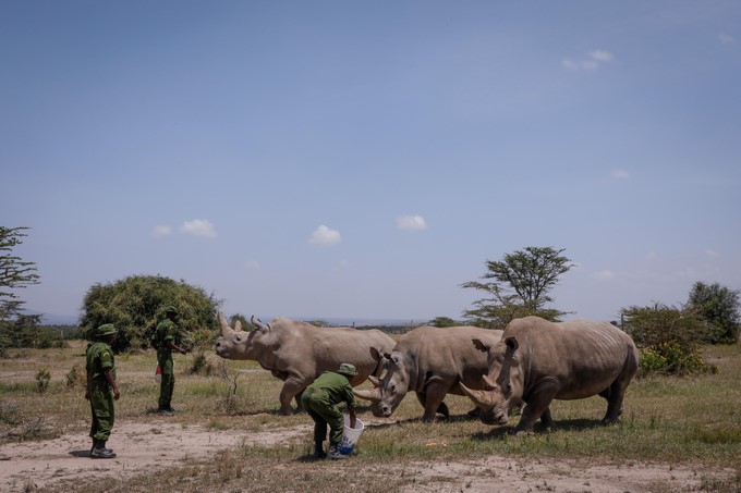 Vista de rinocerontes blancos del norte 