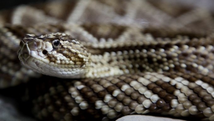 Más mortífera, la cascabel obligada a cambiar su conducta por el cambio climático